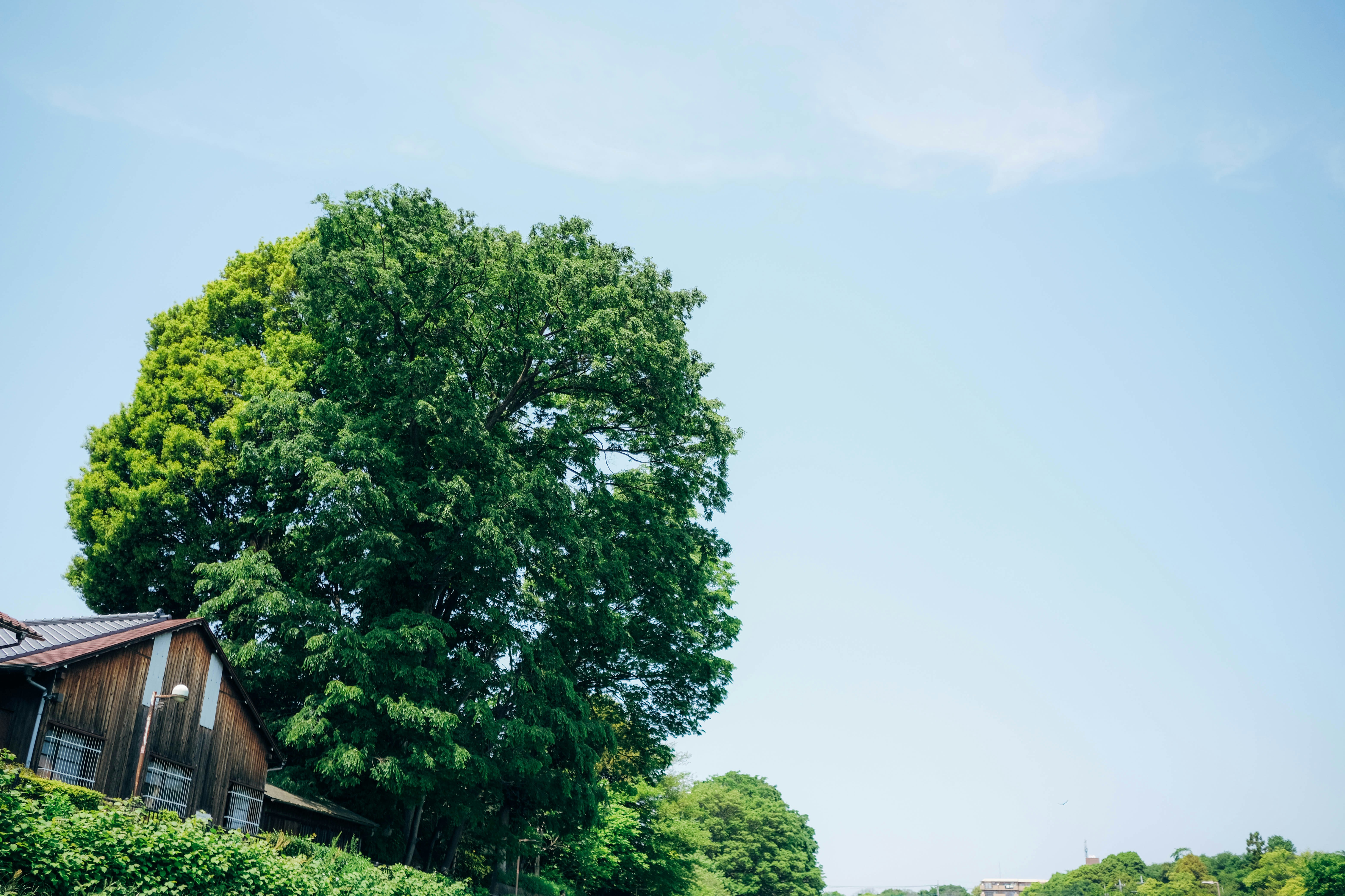 Ein Baum neben einem Haus