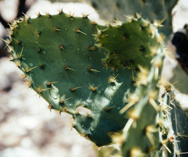 a close up of a leaf