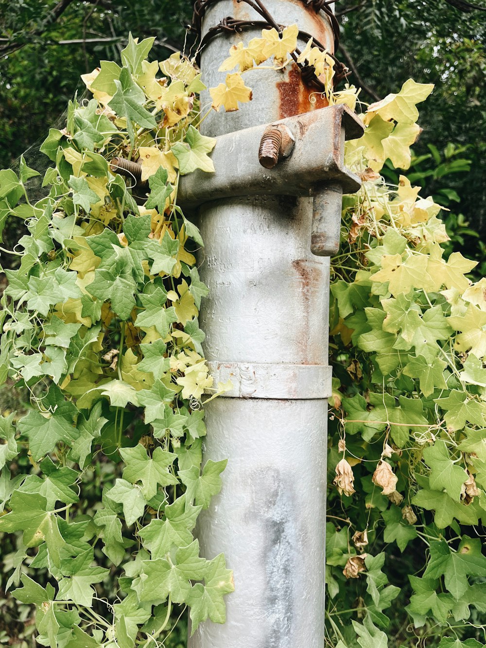 a white fire hydrant surrounded by plants