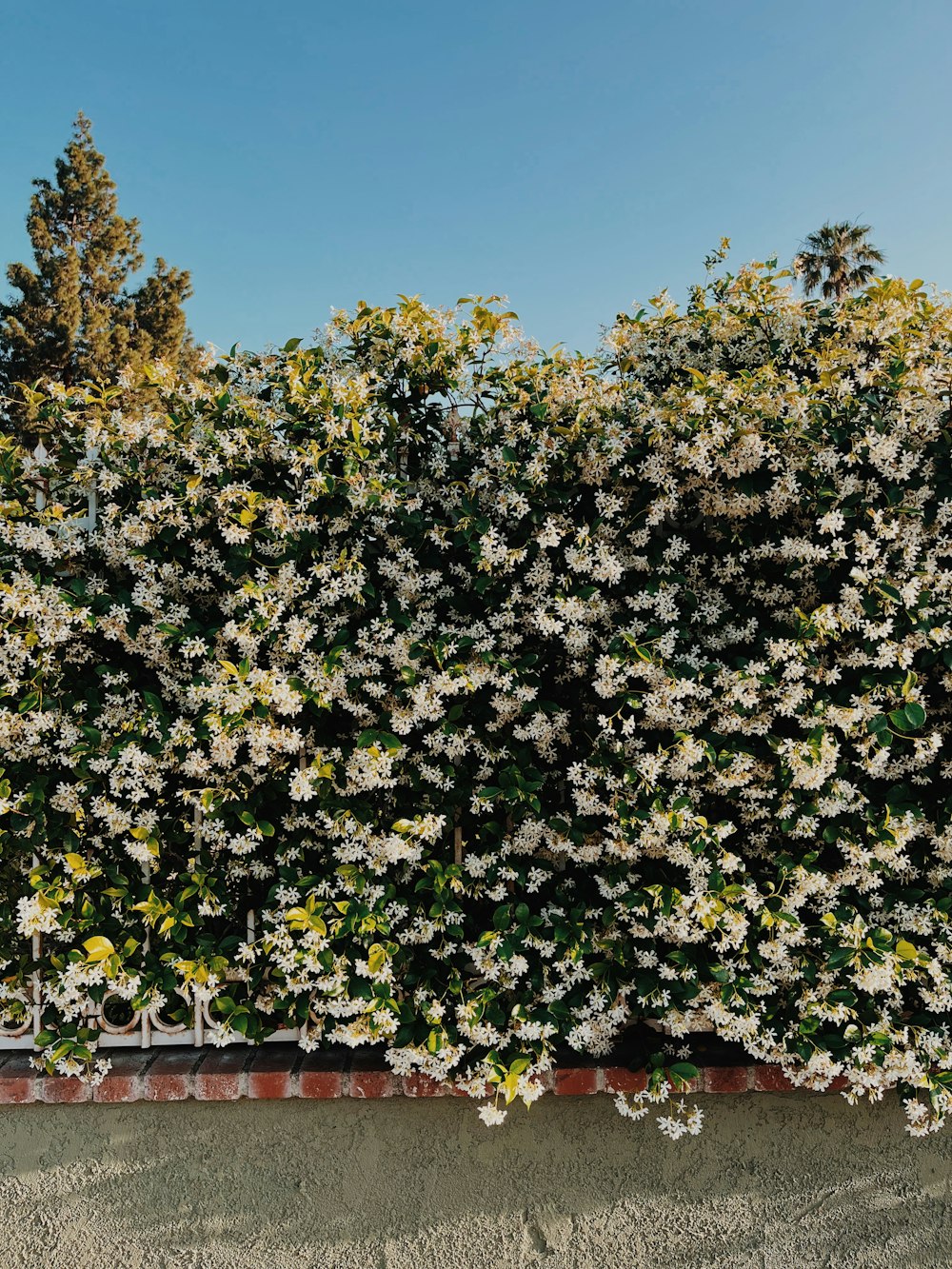 a tree with white flowers