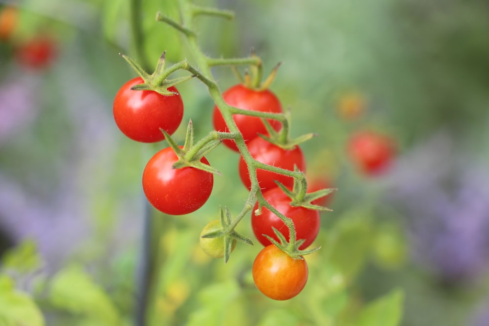 a group of tomatoes on a vine