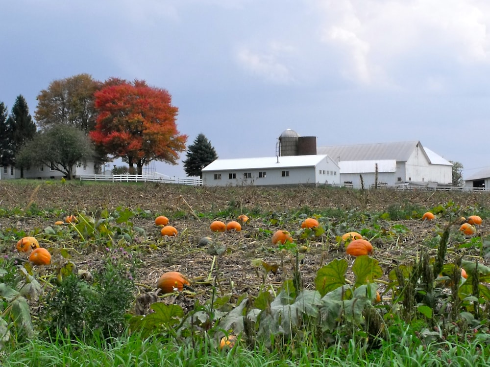 a field of pumpkins