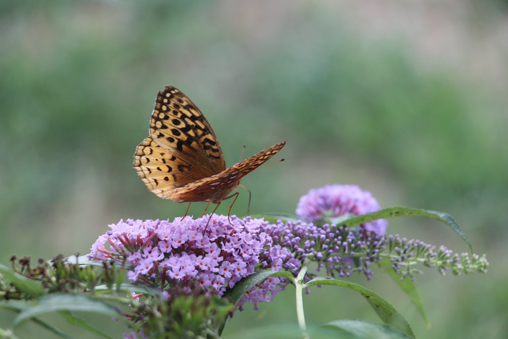 una farfalla su un fiore