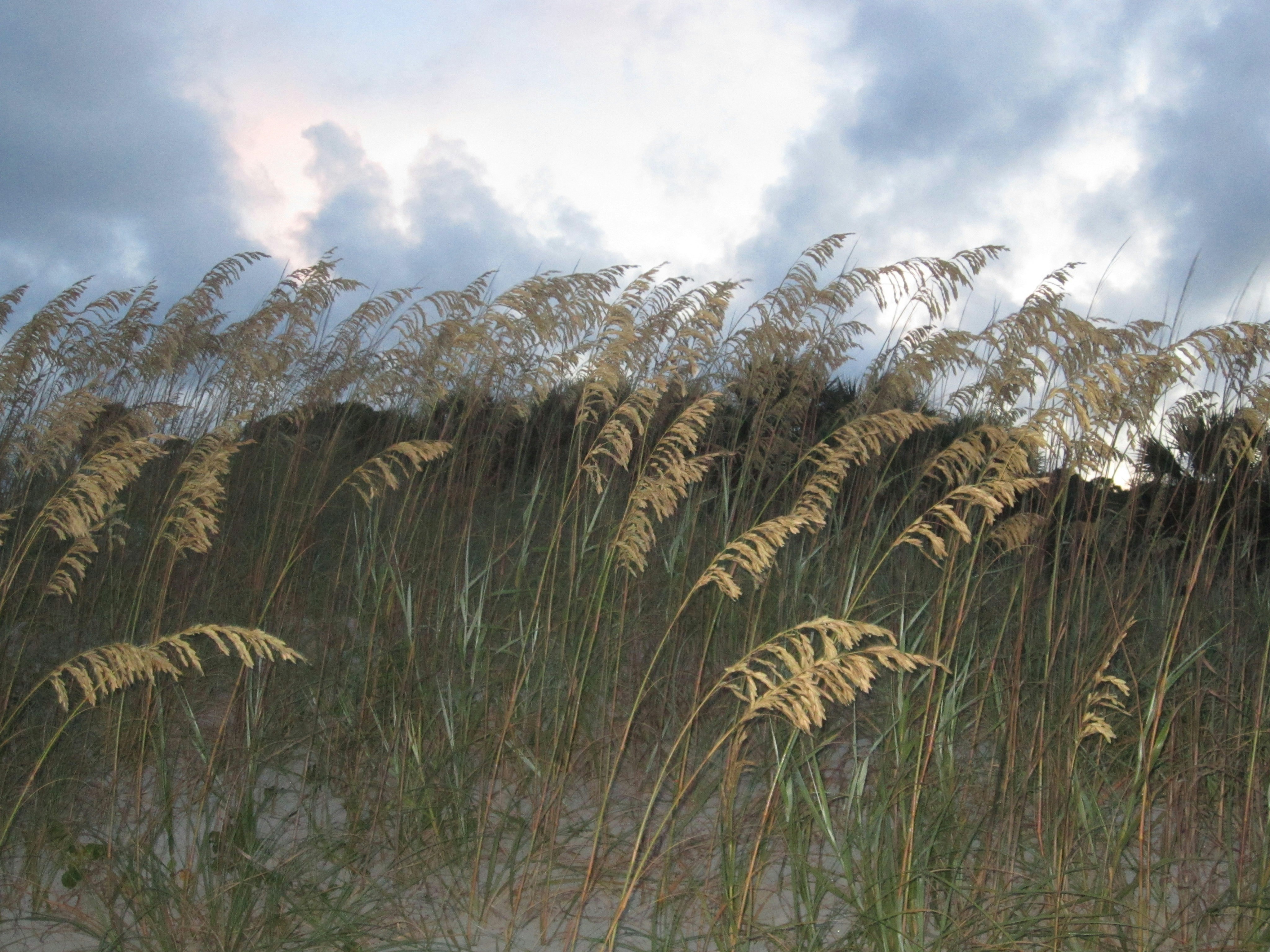 hilton head beach