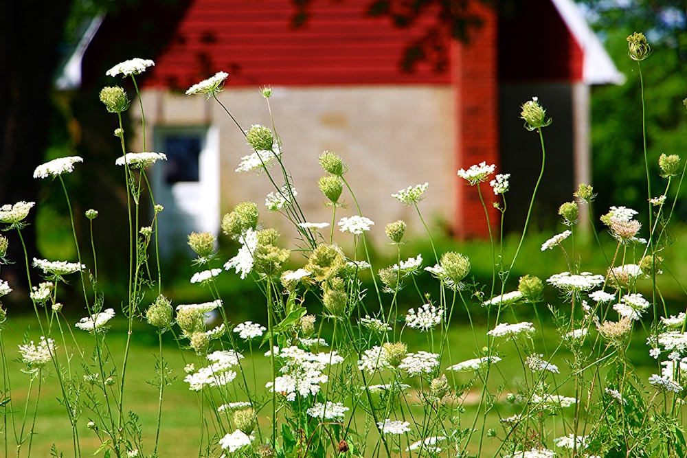 a group of flowers