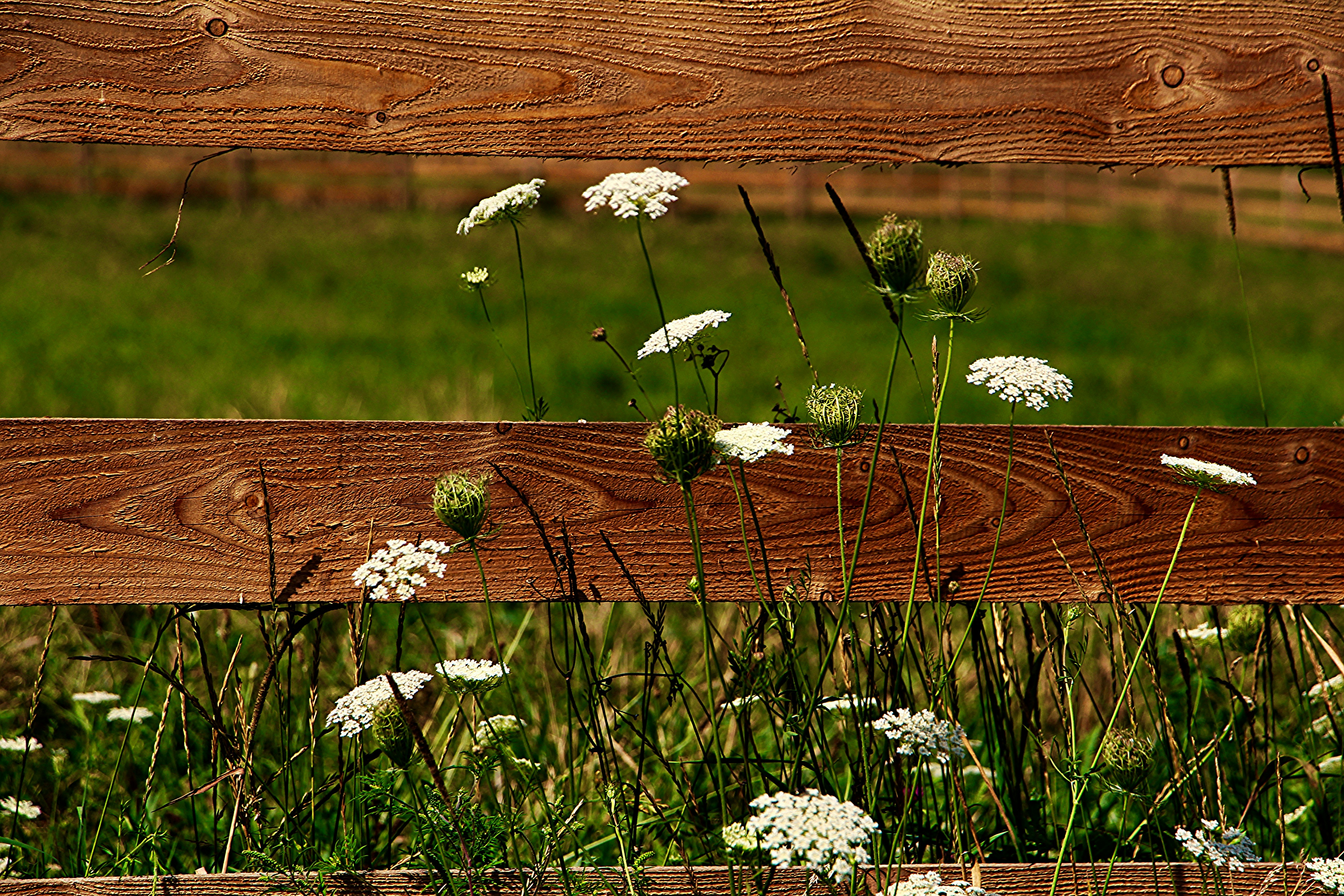 Plain Grove Township, Pennsylvania