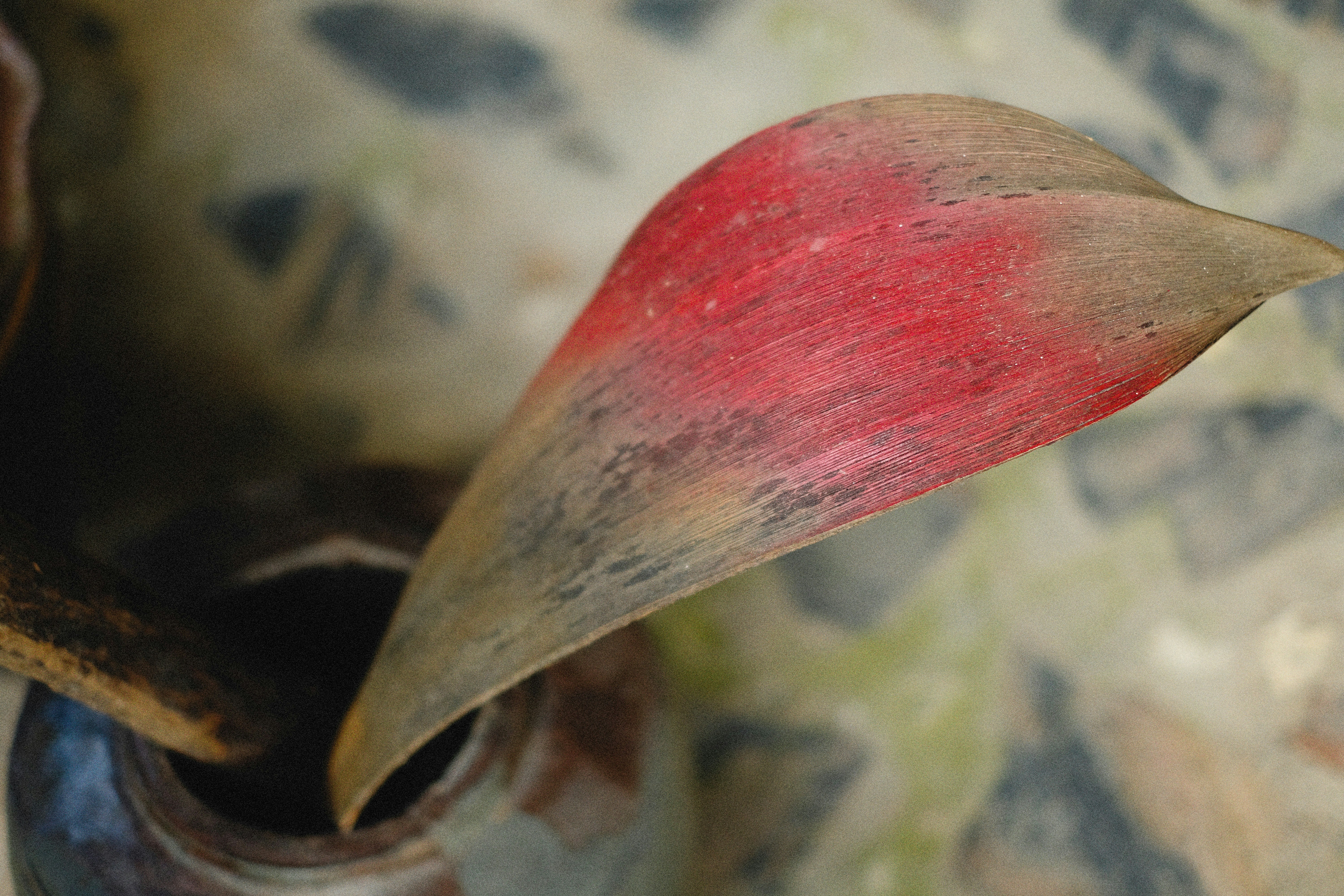 O que é o bico de papagaio (osteófito)