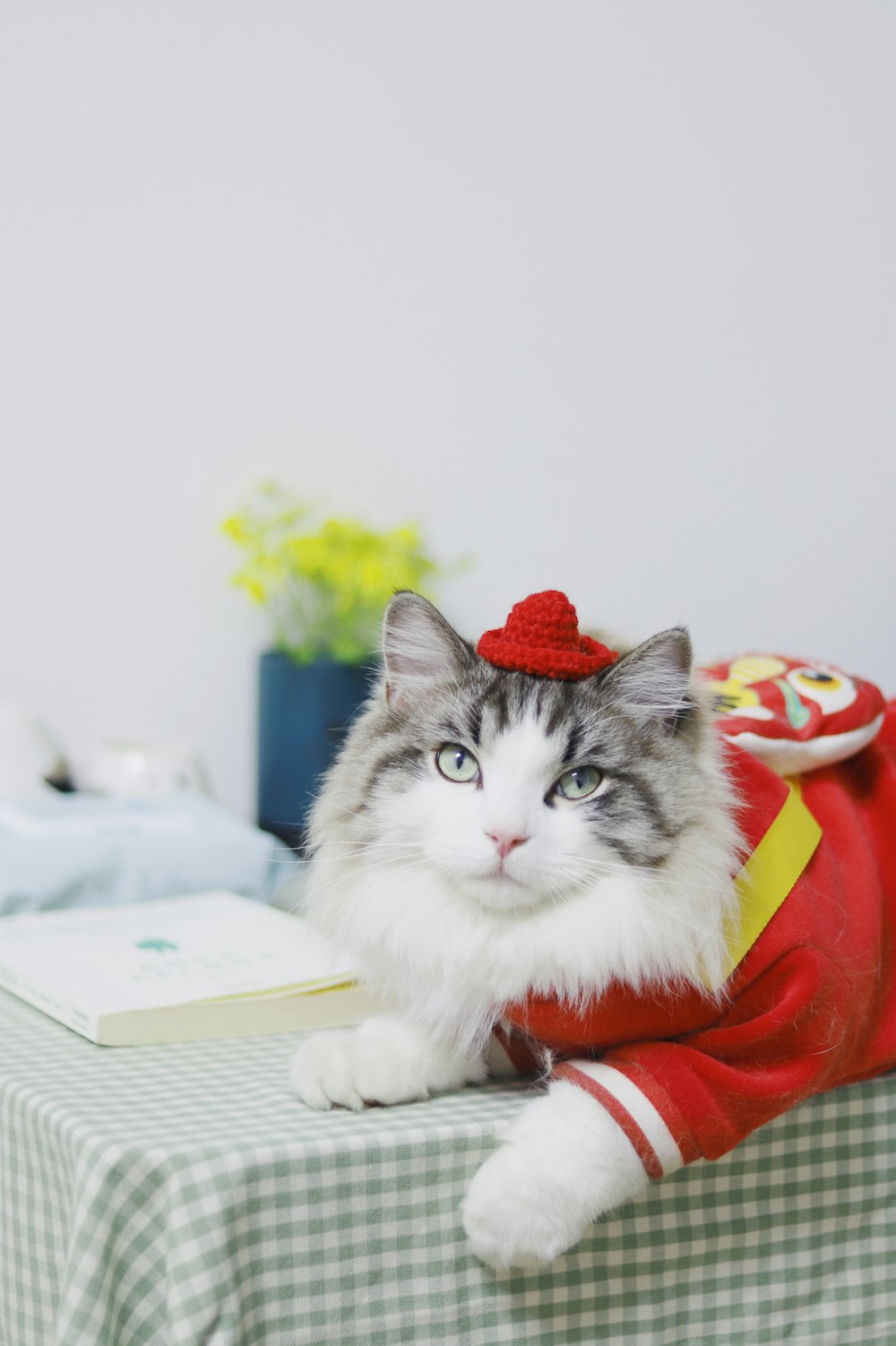 a cat wearing a hat