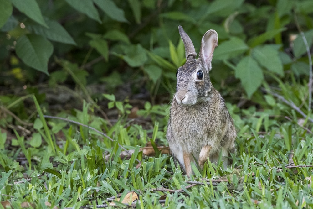 a rabbit in the grass