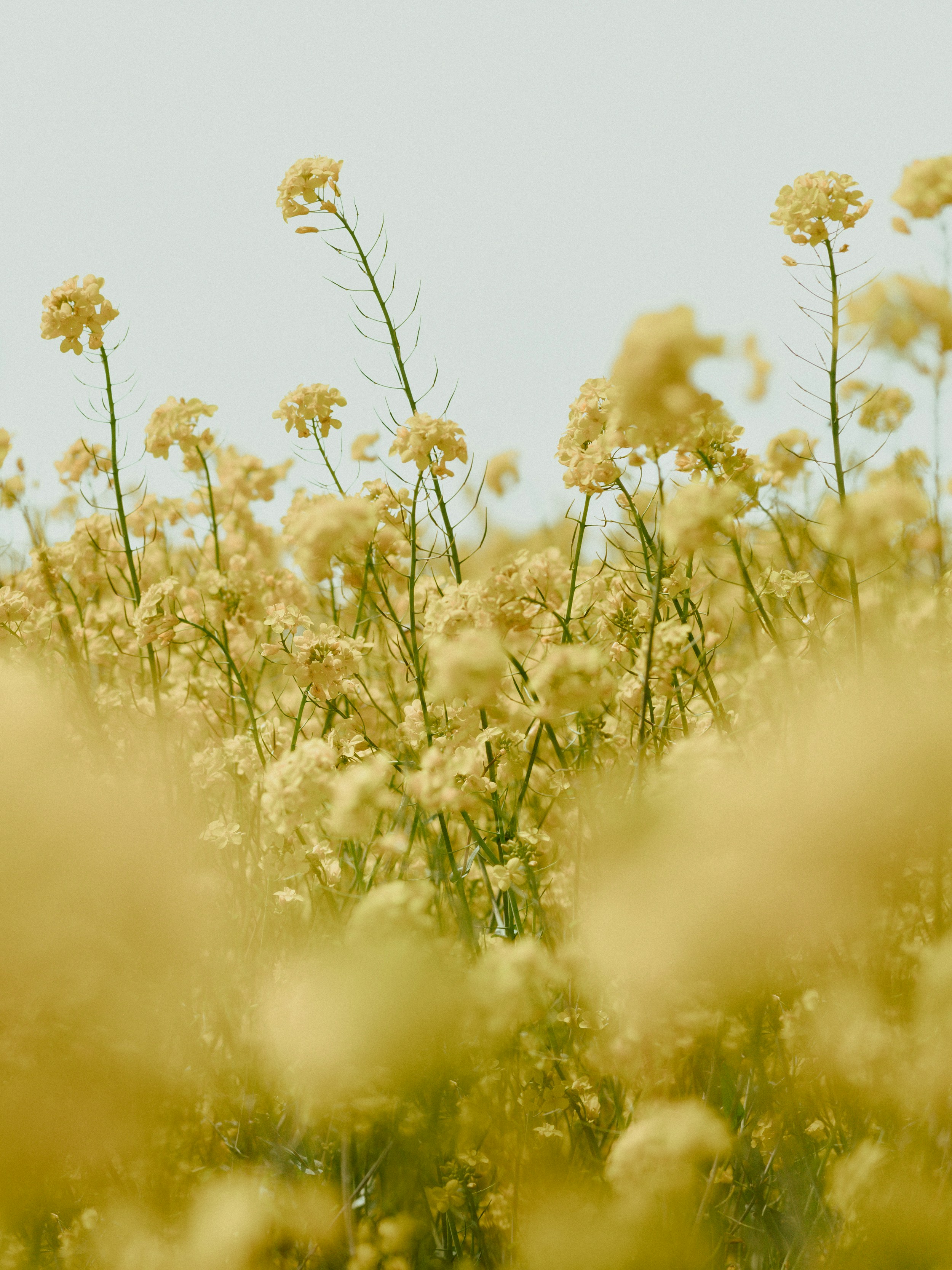 Photo by kierinsightarchives