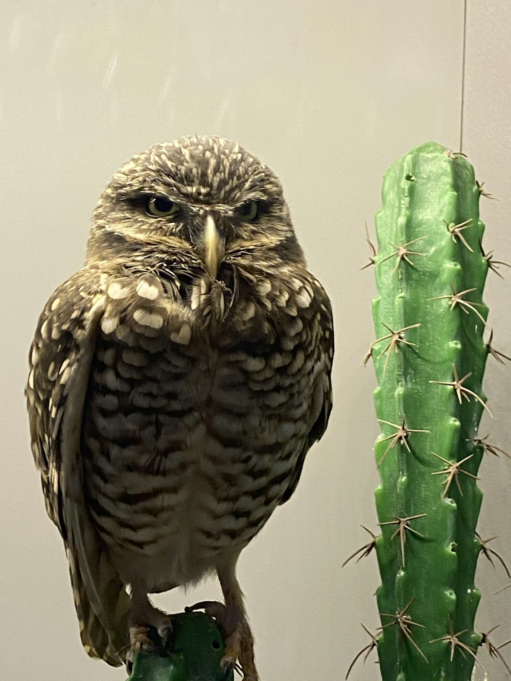 a bird standing on a branch