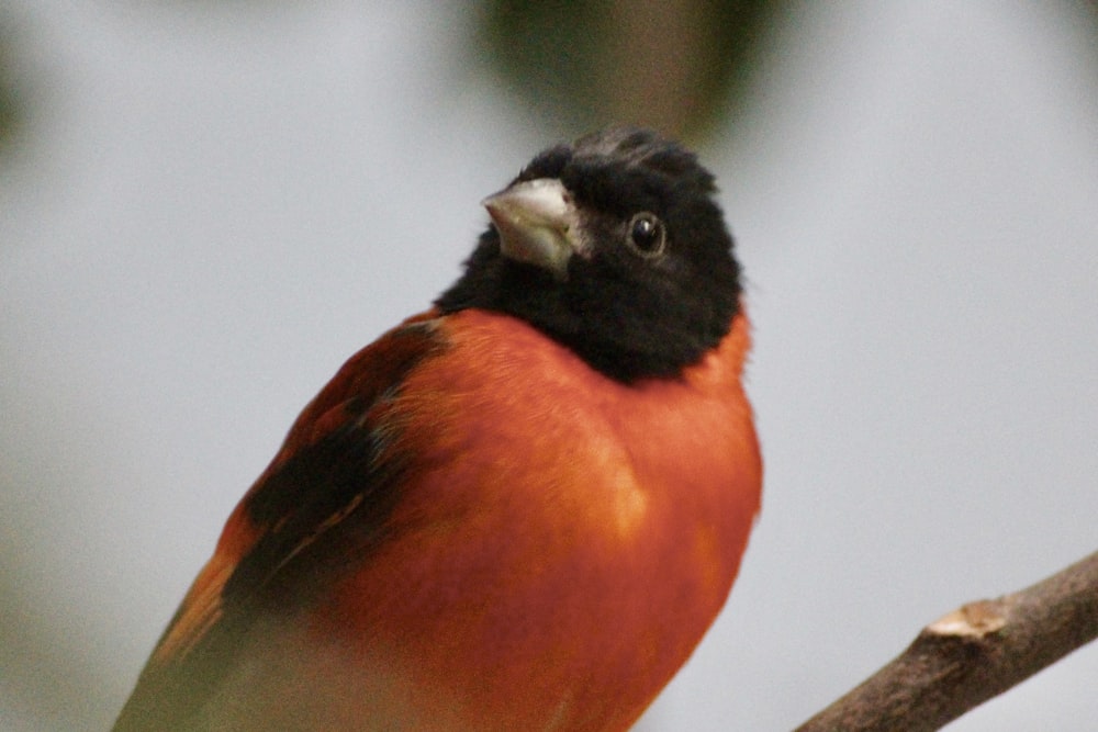 un oiseau à tête noire