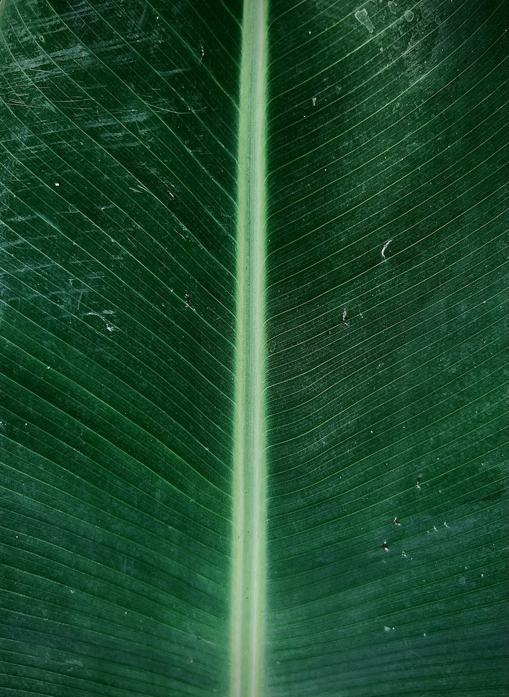 a close up of a leaf