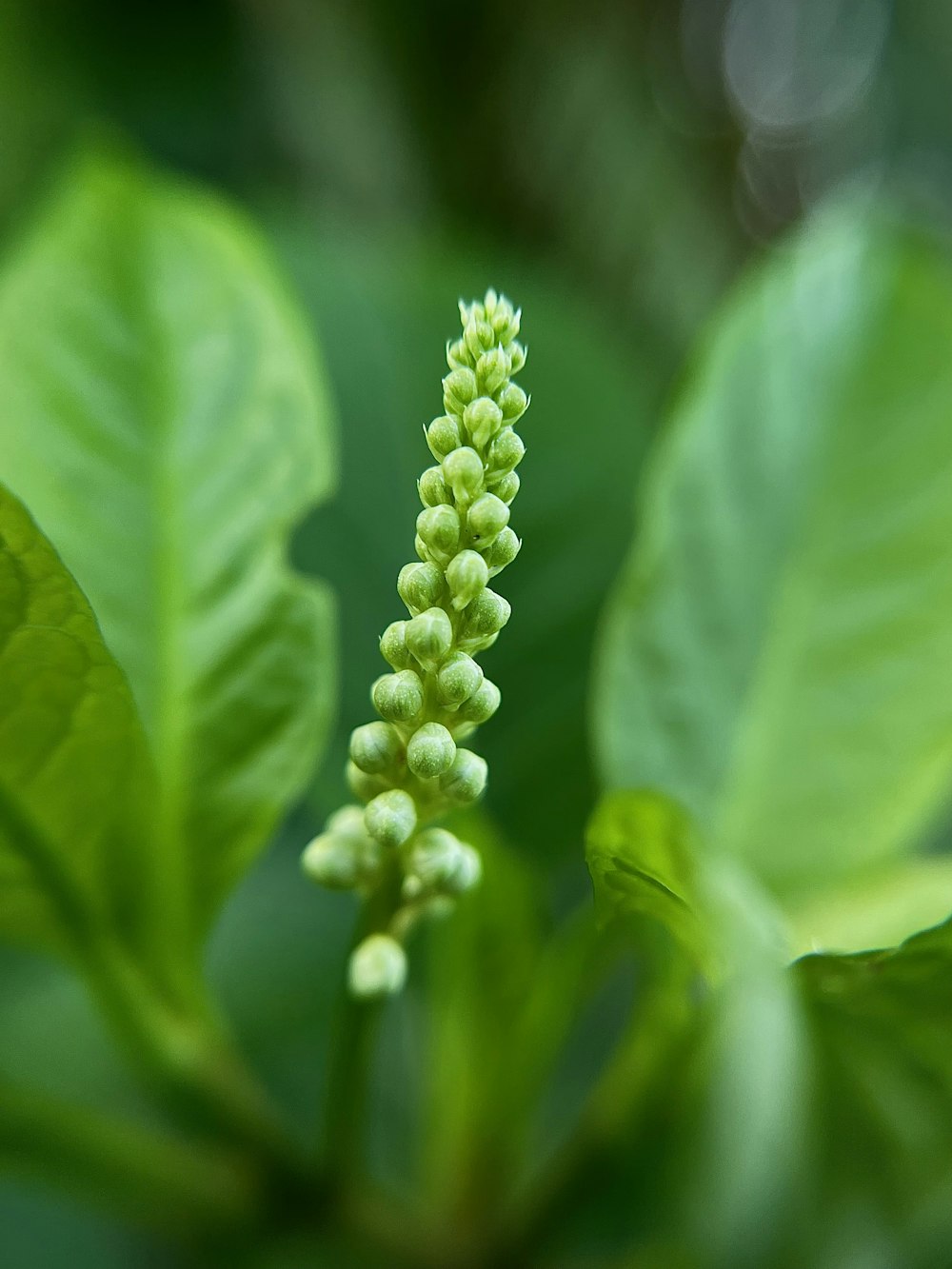 a close up of a plant