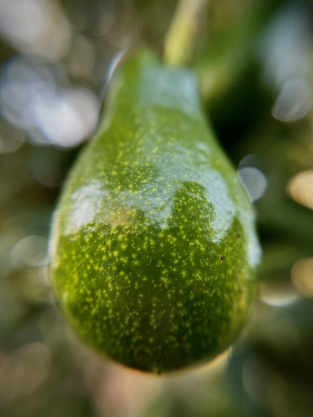 un frutto verde e bianco