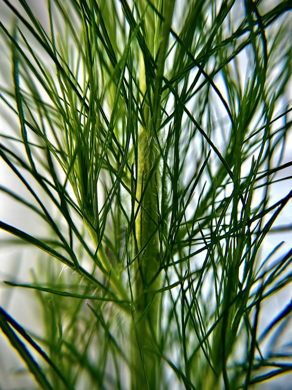 close-up of a plant