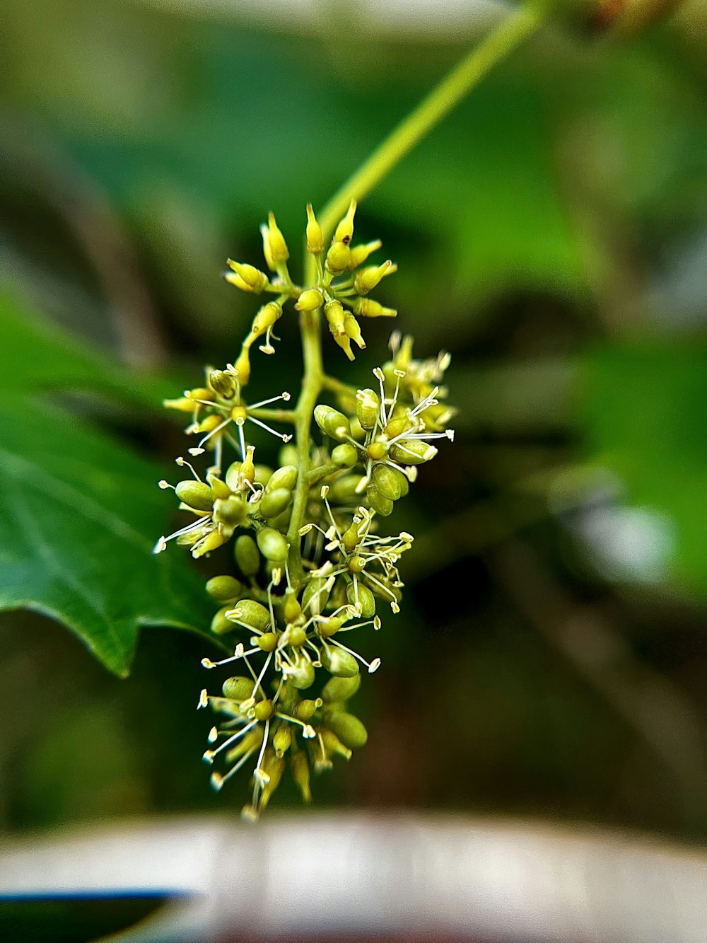 a close up of a plant