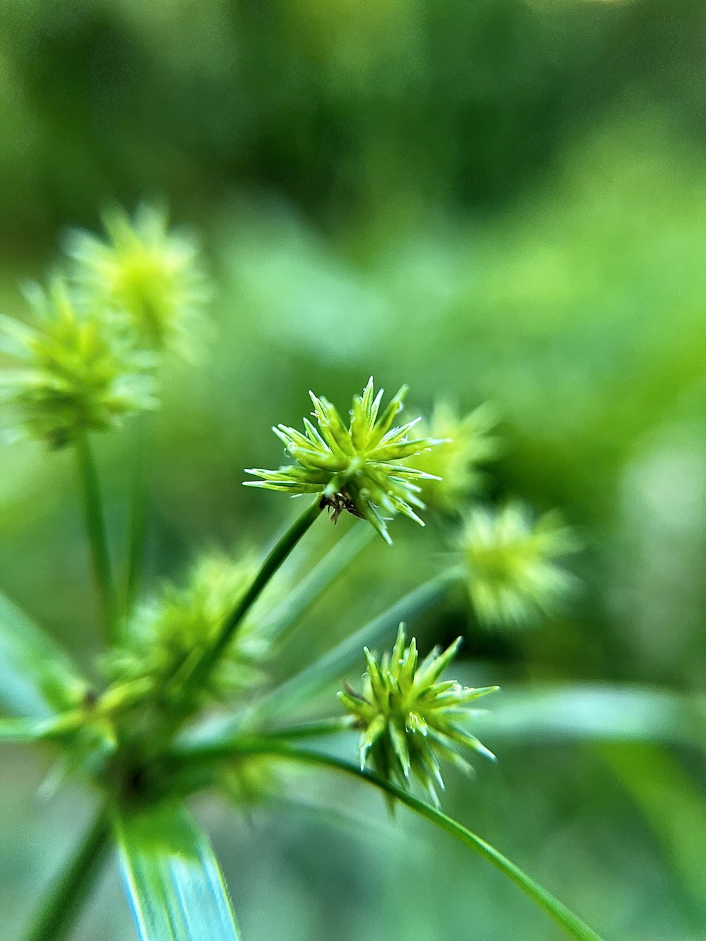 un insetto su un fiore