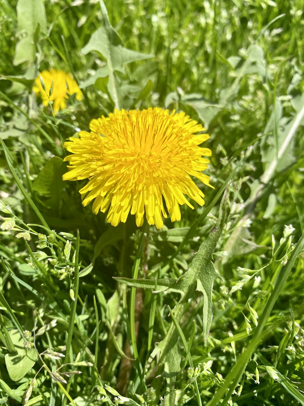 a yellow flower in a field