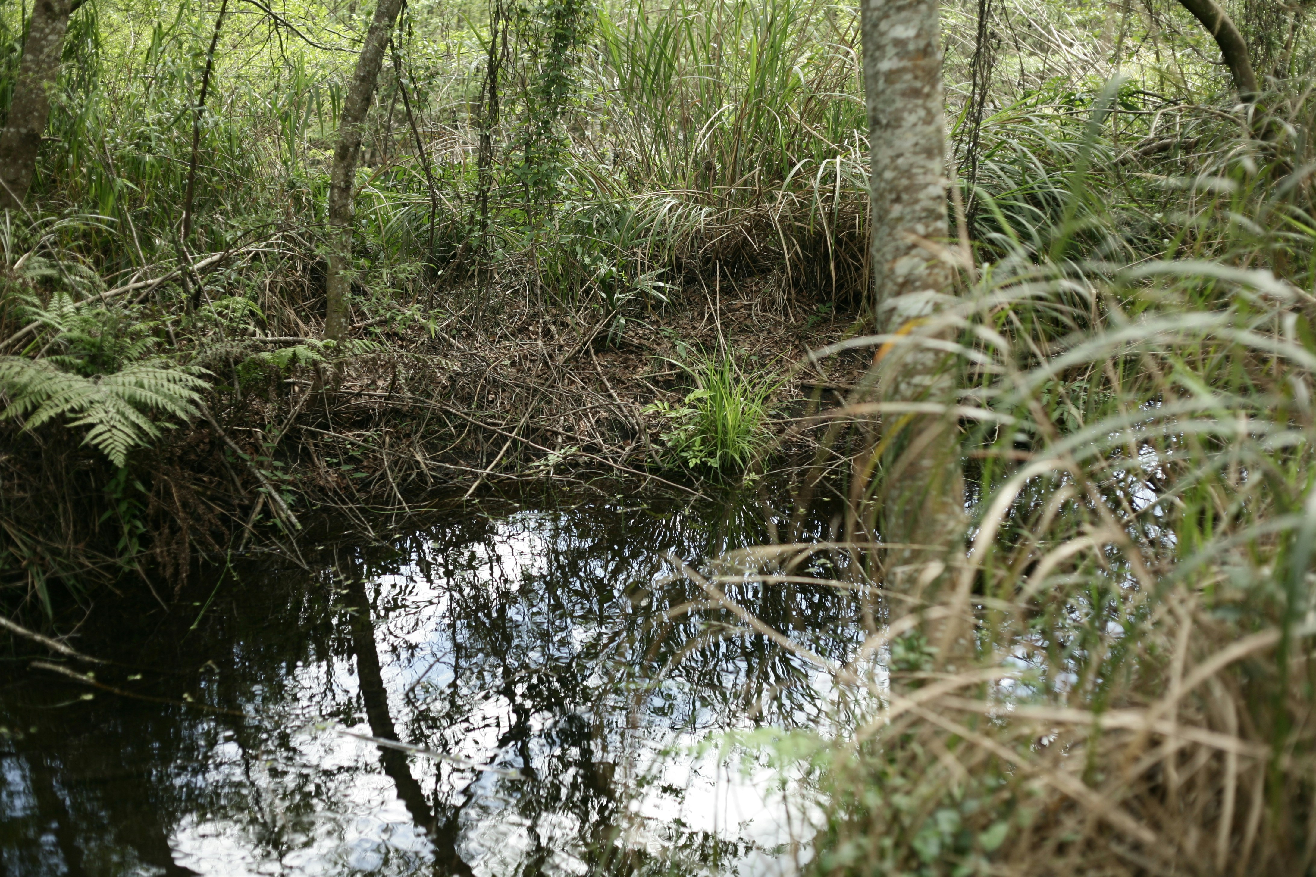 A swamp with trees and plants