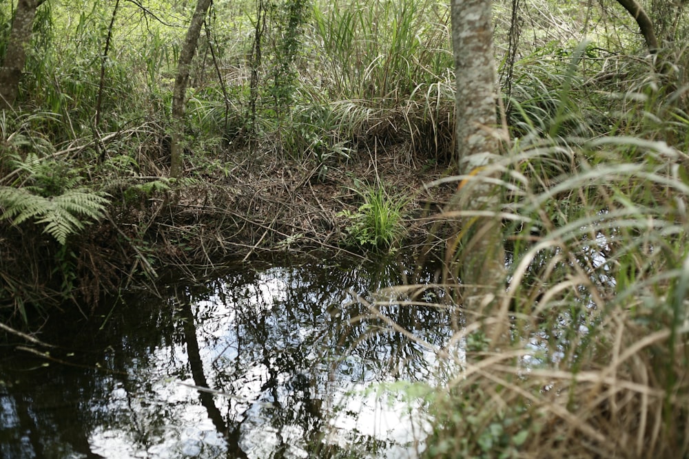 a swamp with trees and plants