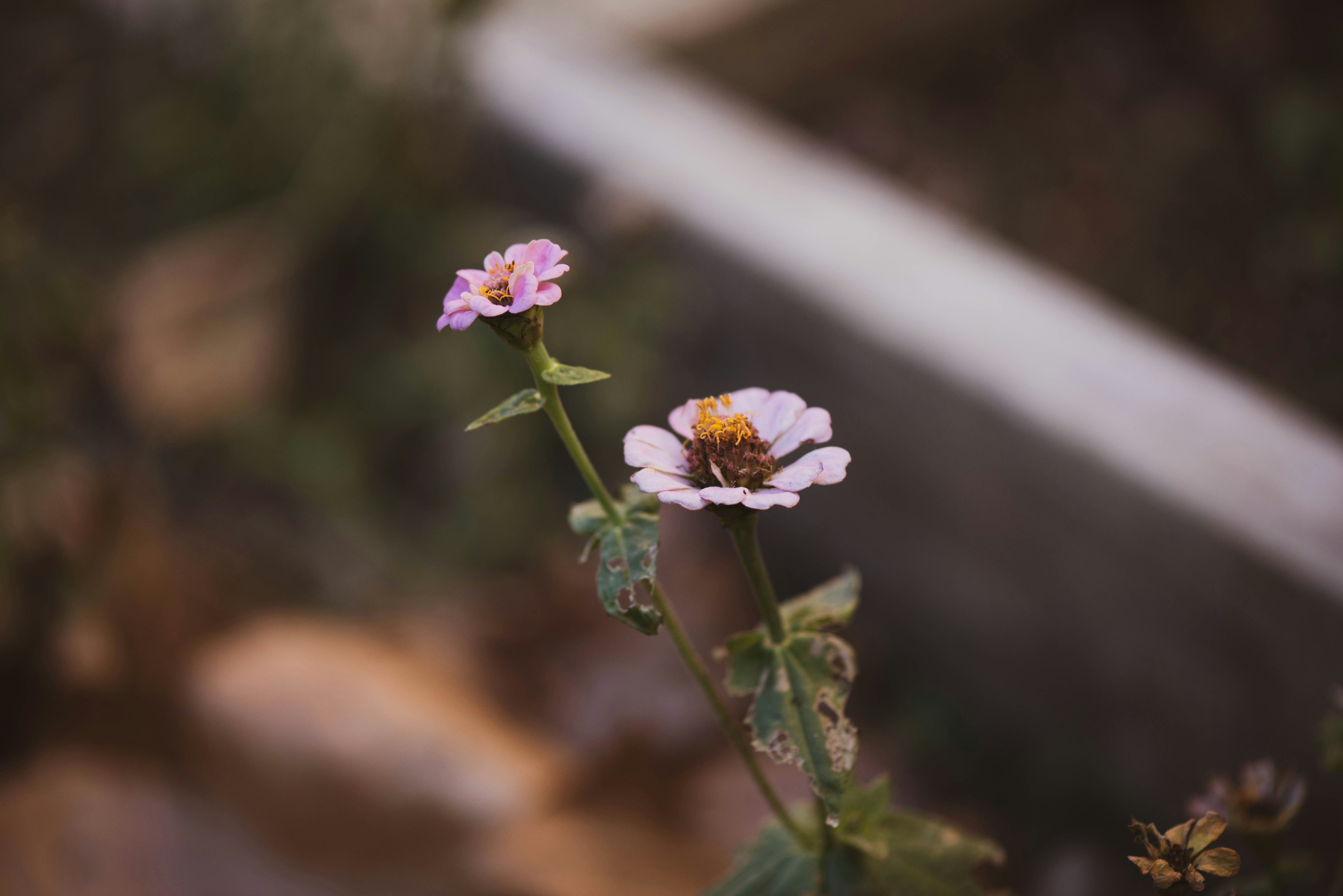 Photo by shionadas