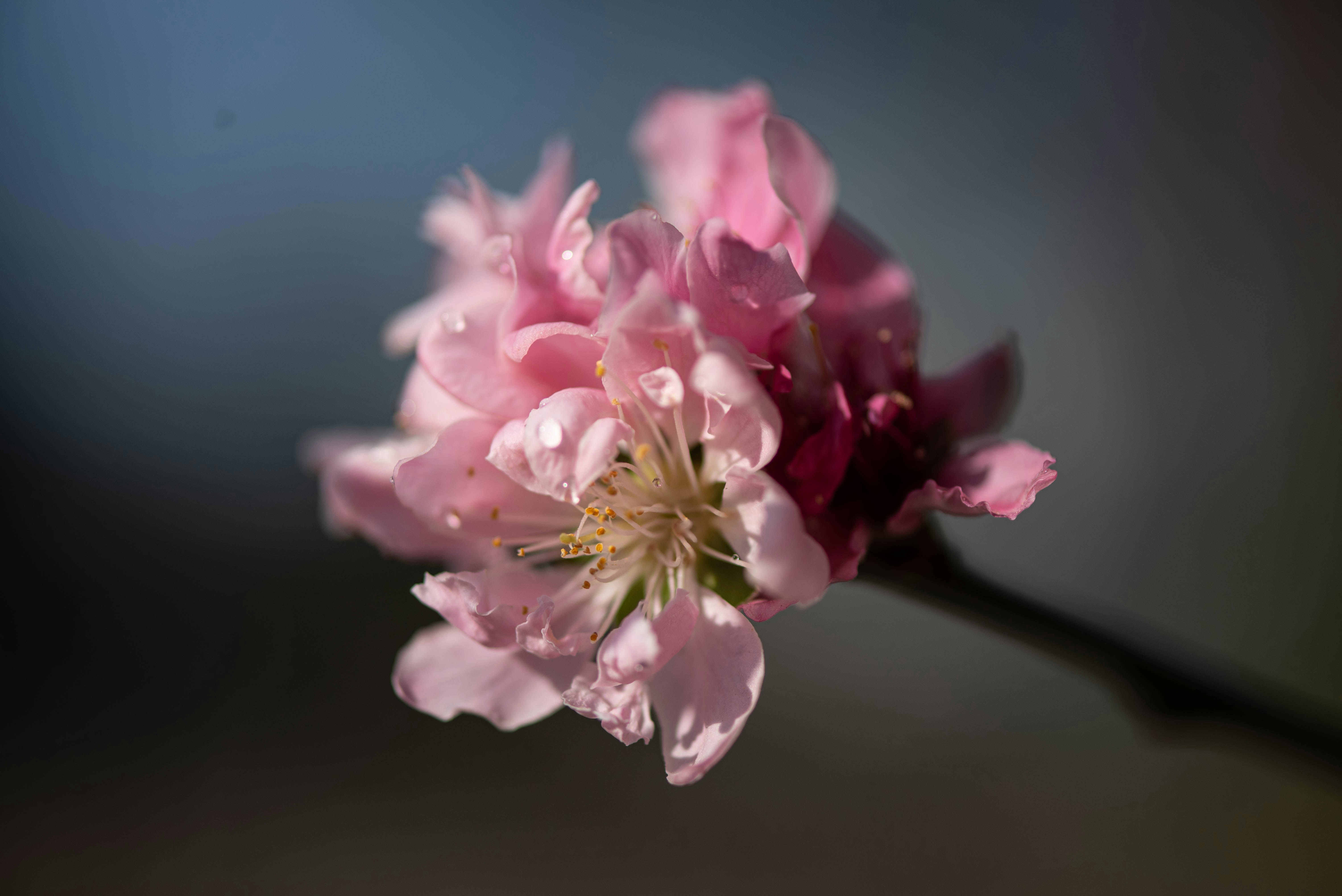 Photo by shionadas