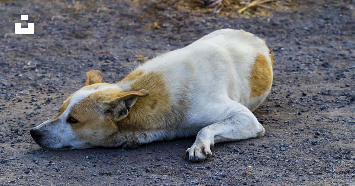 Foto Un perro tirado en el suelo – Imagen India gratis en Unsplash