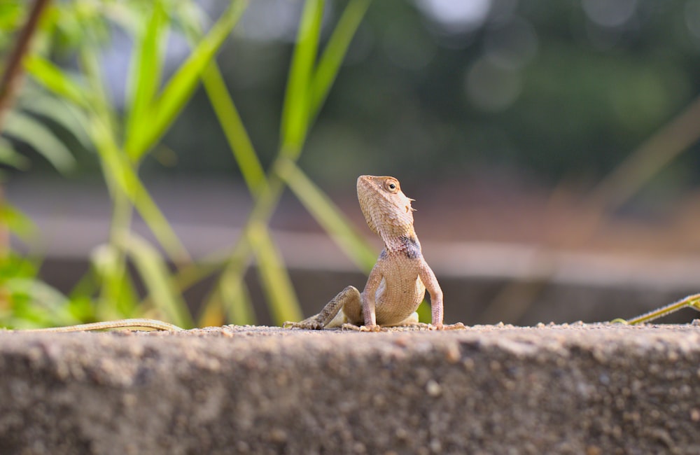 une petite grenouille brune