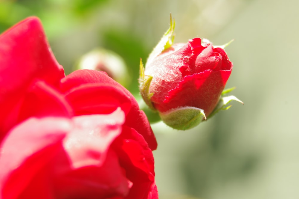 a close up of a flower