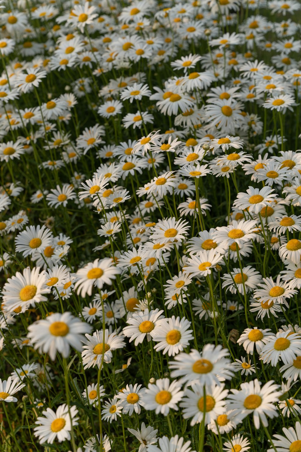 a field of white flowers