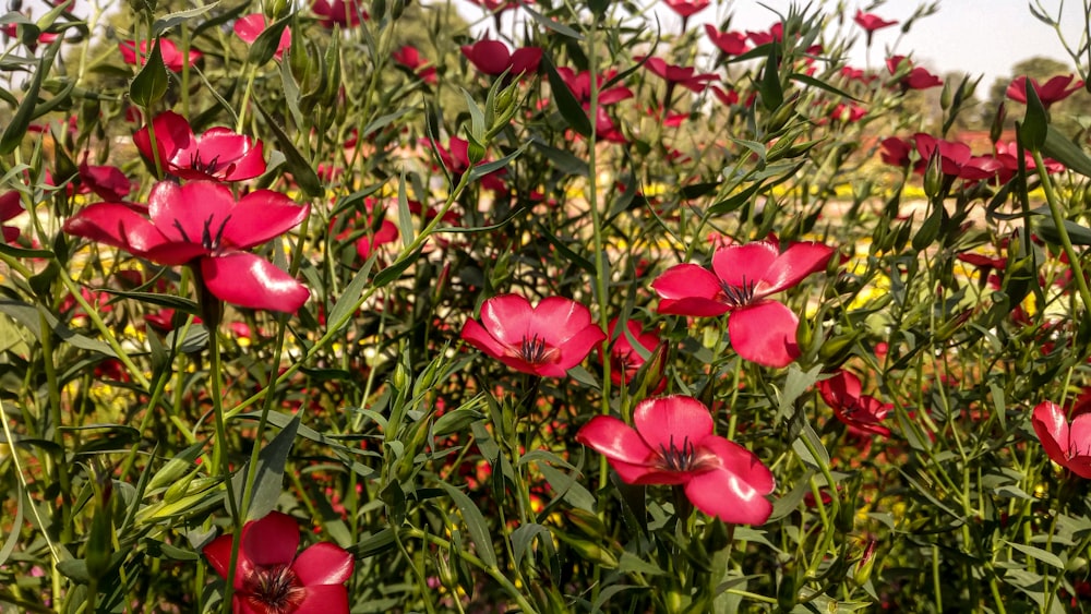 a group of pink flowers