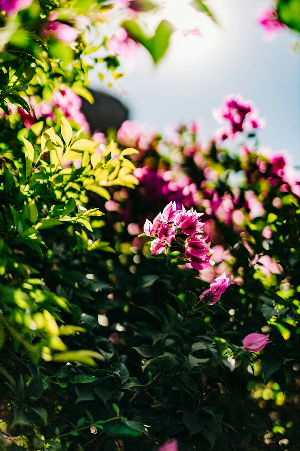 a close up of some flowers