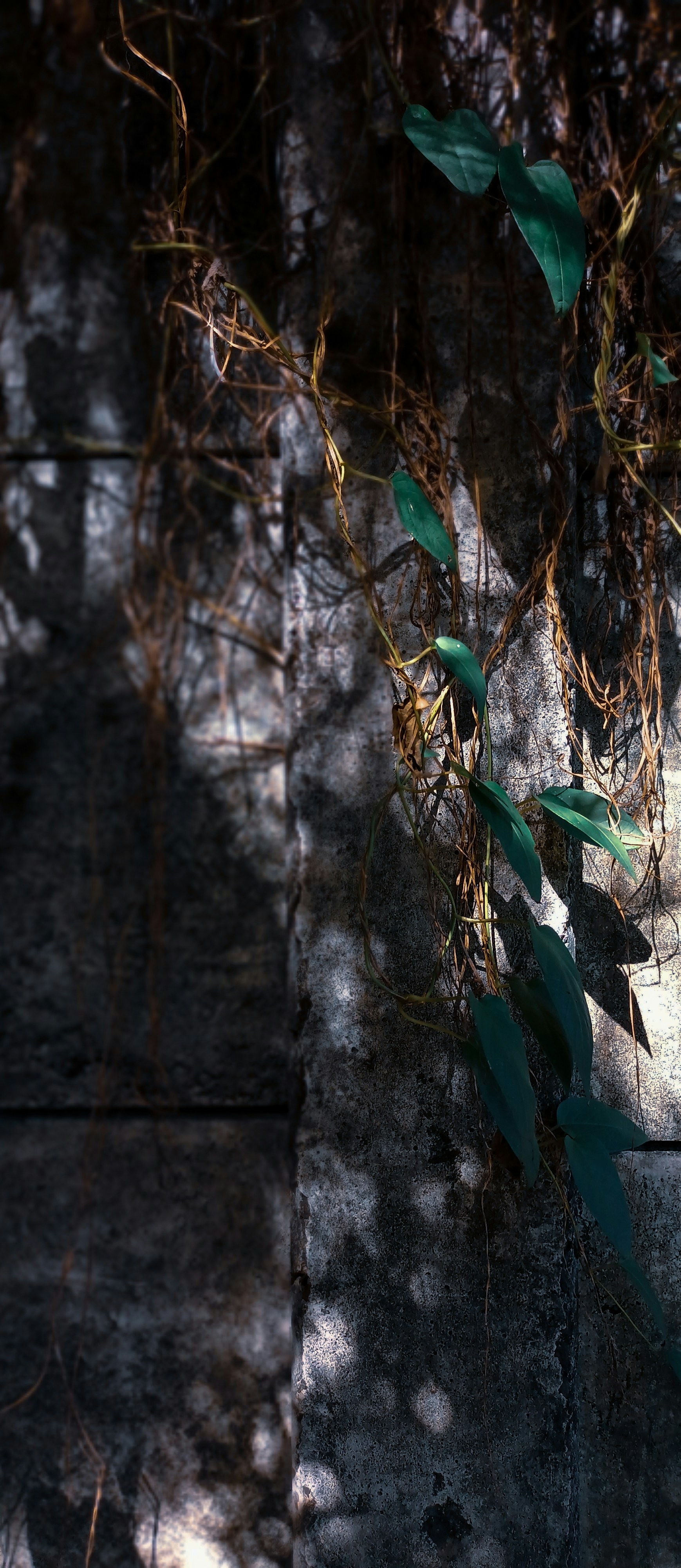 a plant with leaves