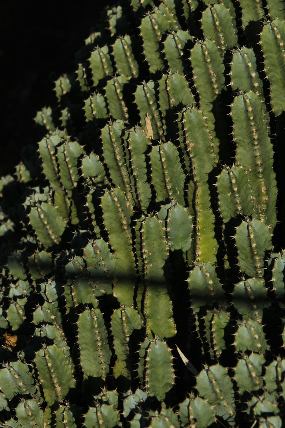 a close up of some leaves