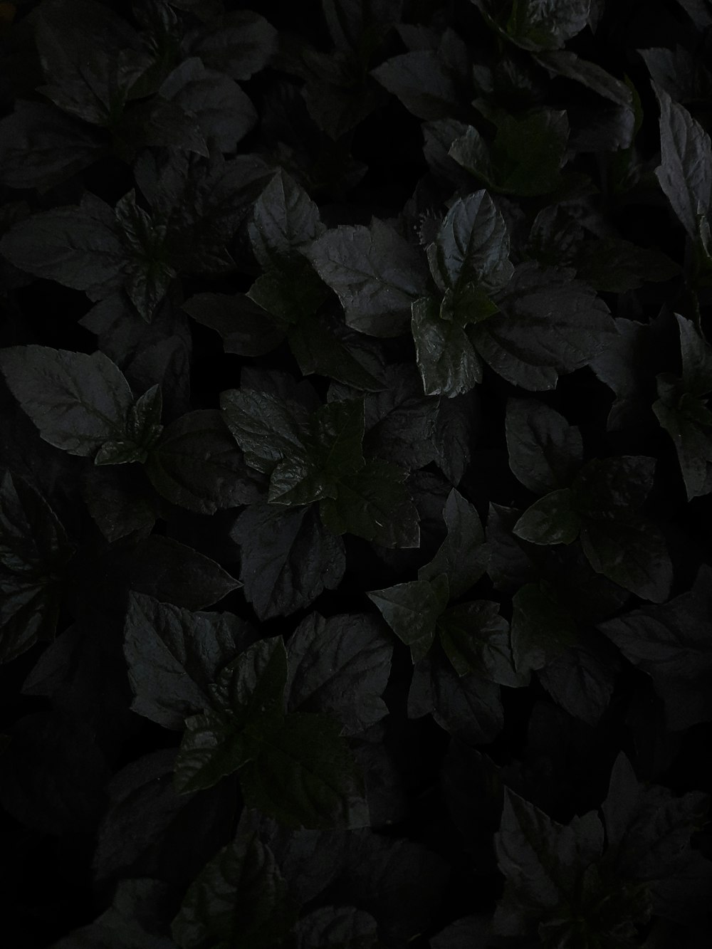 a bunch of leaves that are in the dark