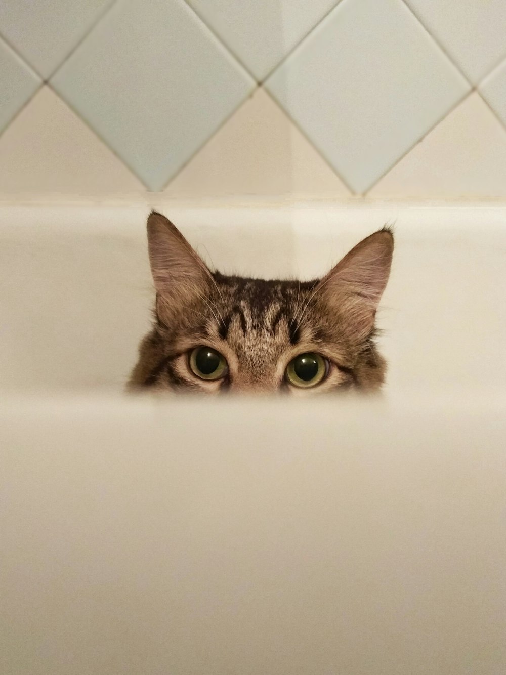 a cat in a bathtub