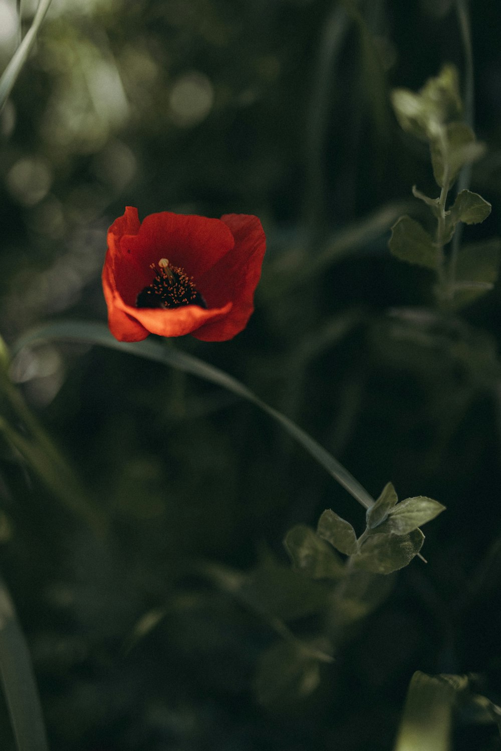 a red flower with green leaves