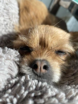 A soft pastel-colored dog bed nestled in a sunny corner with a happy dog resting.