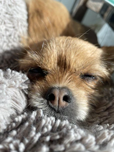 A gentle scene of a dog resting peacefully on a soft beige blanket in a sunlit room.
