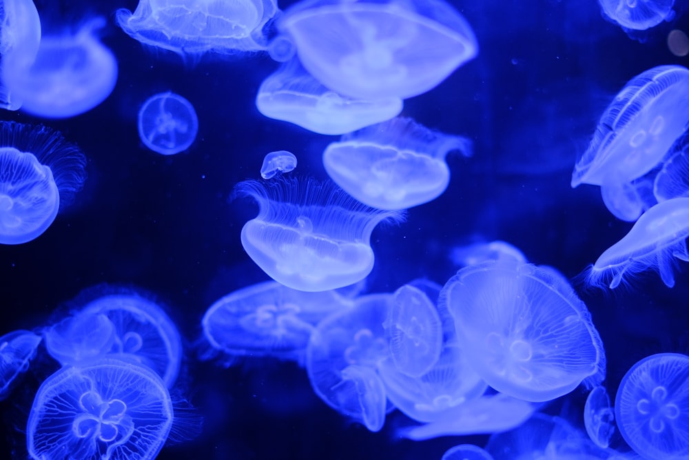 a group of jellyfish