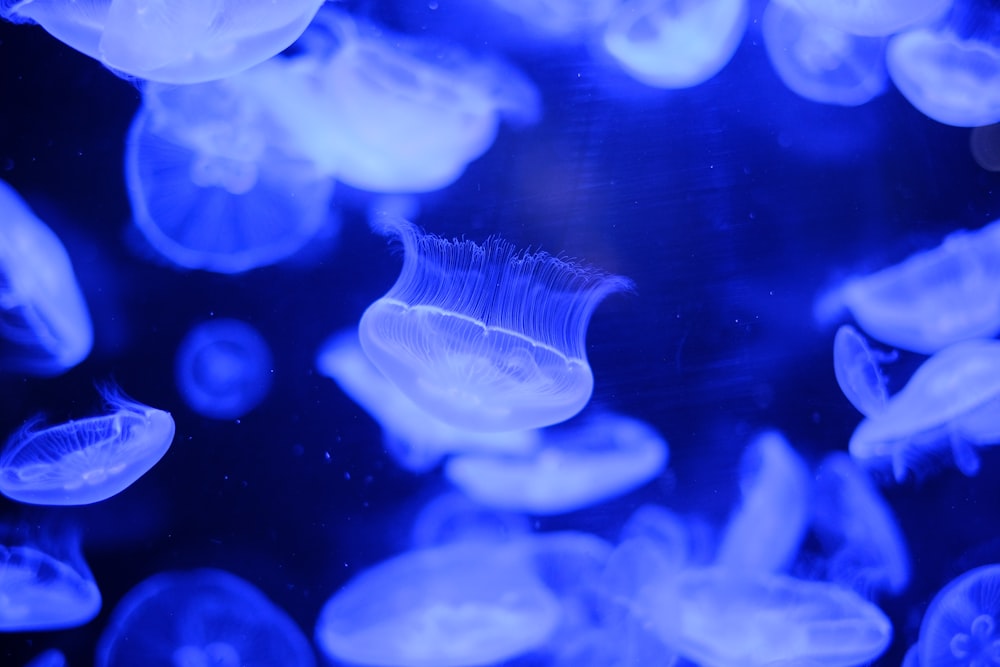 a group of jellyfish