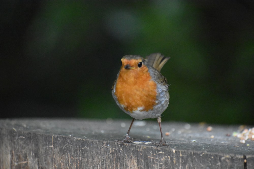 a small bird standing on a wood surface