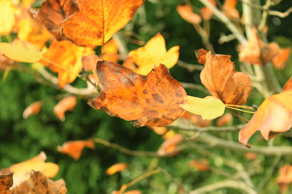 a butterfly on a leaf