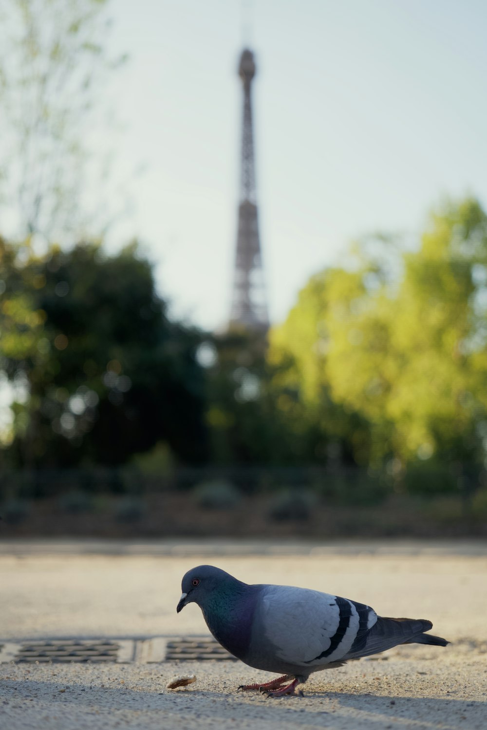 a bird walking on a road