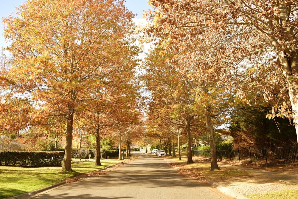 a road with trees on either side