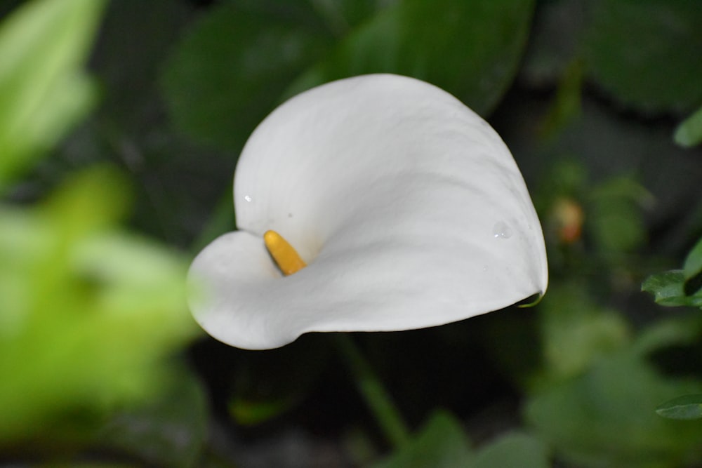 a white flower with yellow center