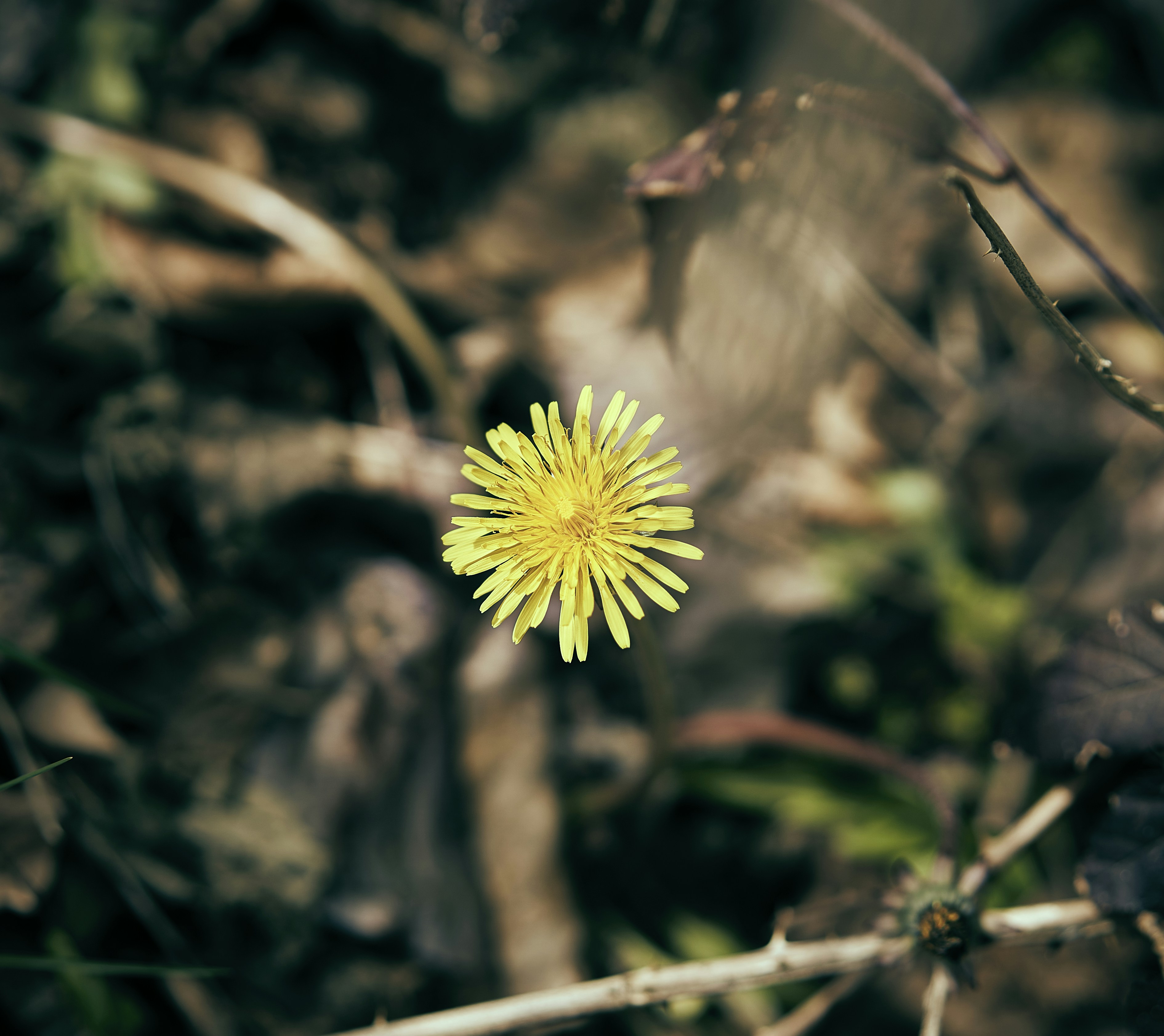 Photograph by Ashwini Chaudhary