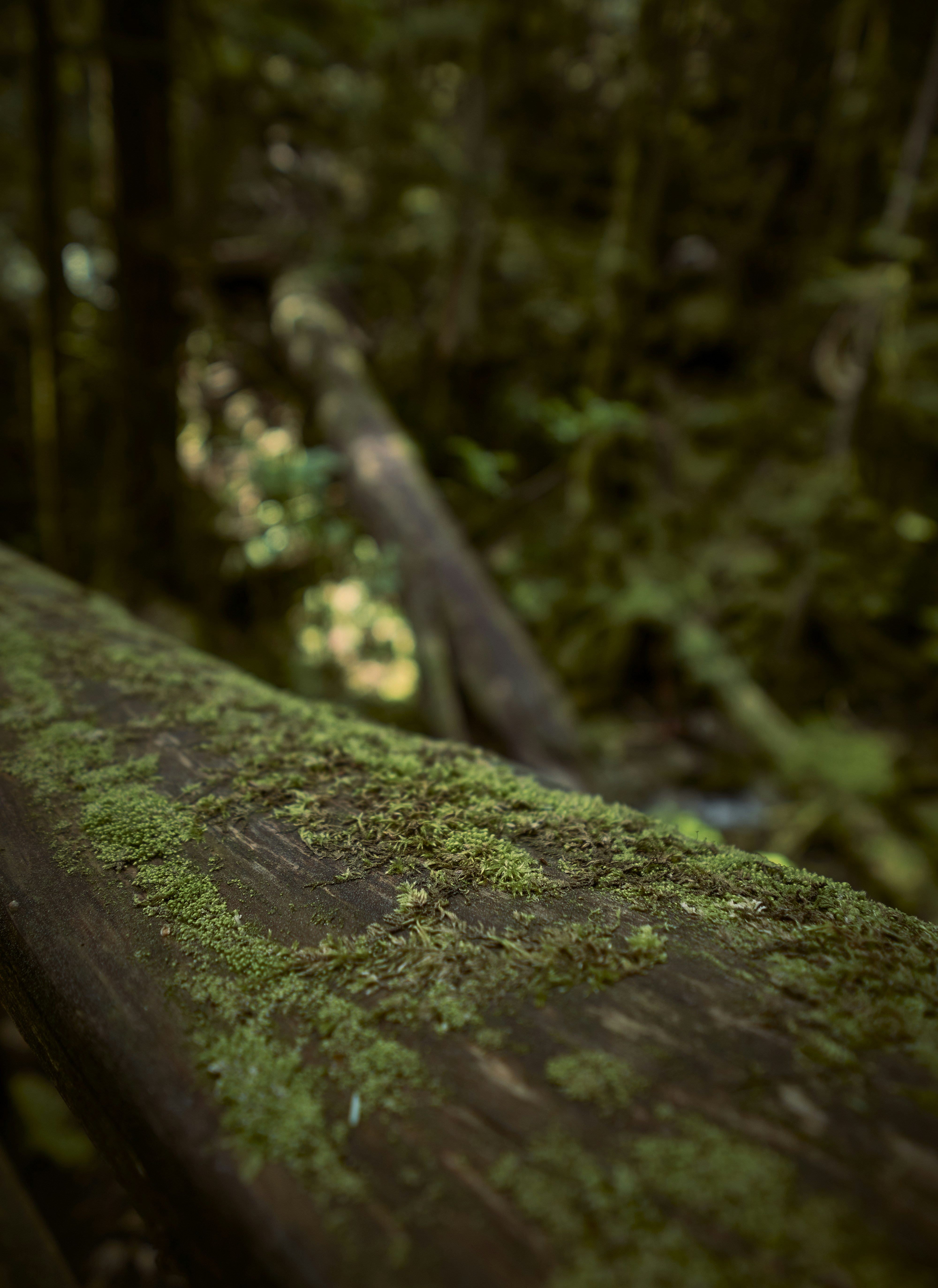 Photo by suicide_chewbacca