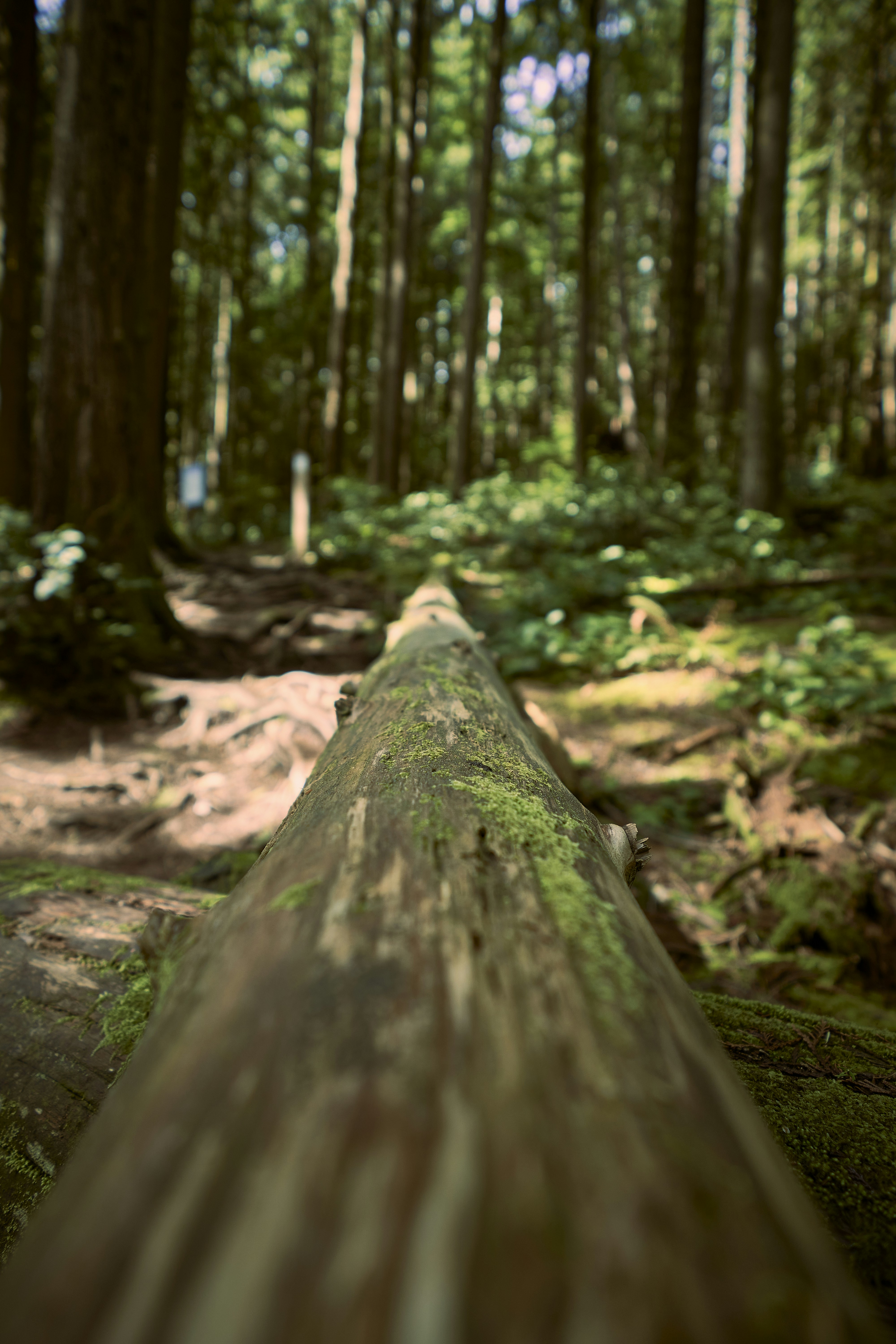 Photo by suicide_chewbacca